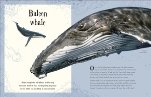 an anthology of intriguing animals - Ảnh 2