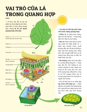 đột phá tư duy khoa học tự nhiên 7 - tập 2 - Ảnh 9