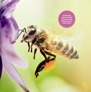explore my world: honey bees - Ảnh 5