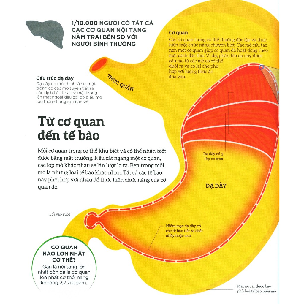how the body works - hiểu hết về cơ thể - Ảnh 13