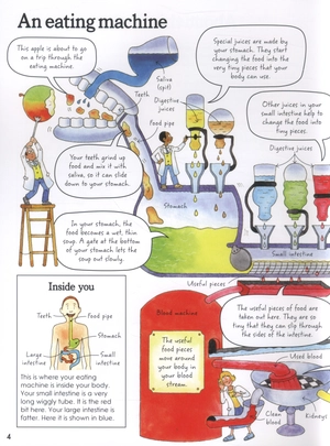 how your body works - Ảnh 5
