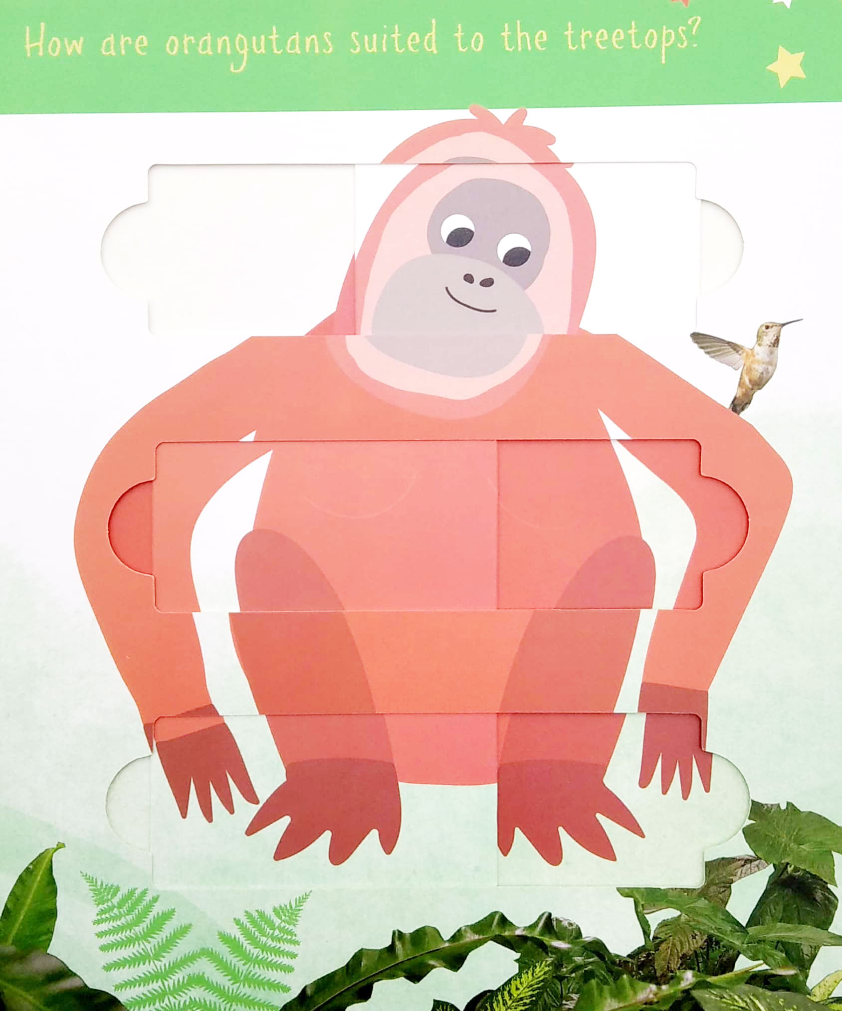 little wonders: jungle animals - 5 puzzles - Ảnh 4