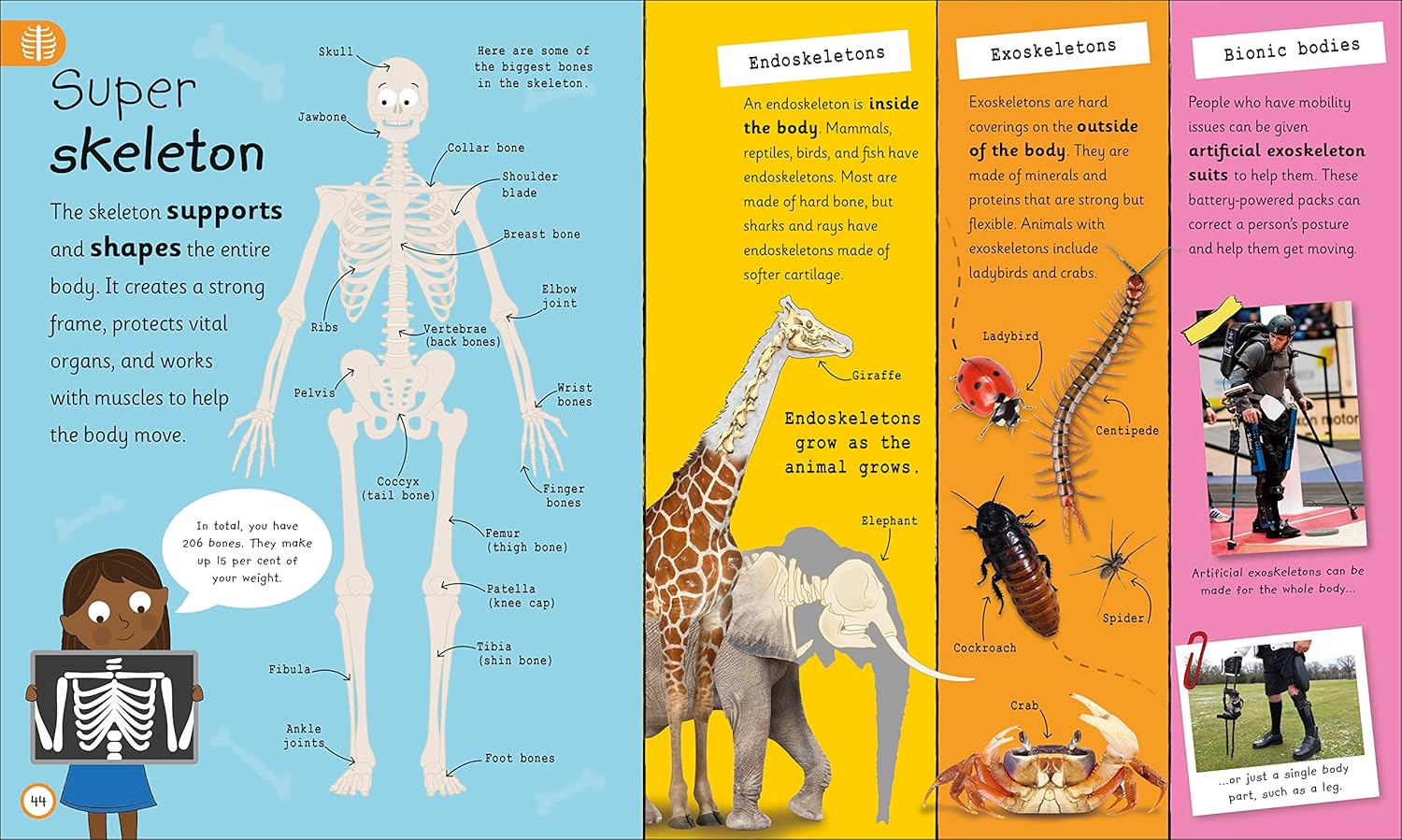 my very important human body - encyclopedias - Ảnh 4