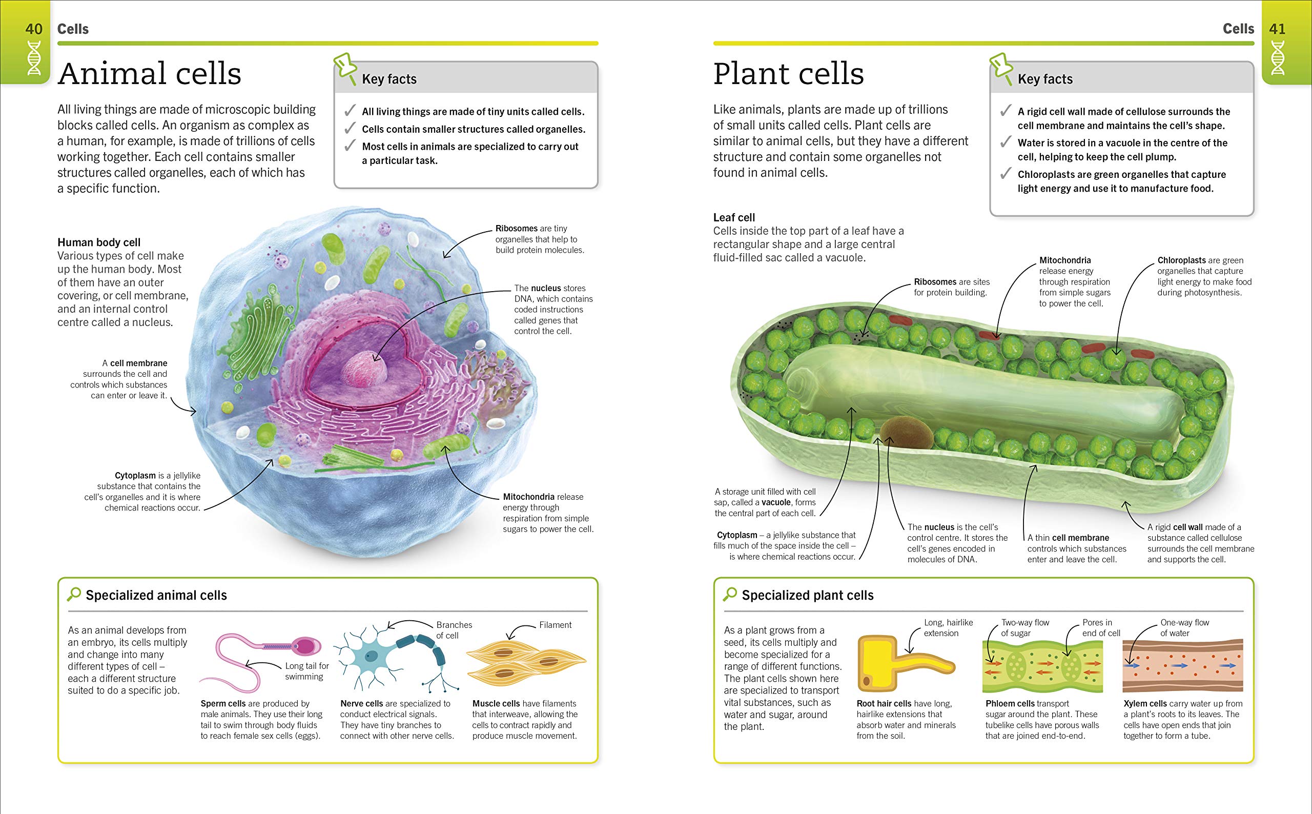 super simple biology: the ultimate bitesize study guide - Ảnh 4