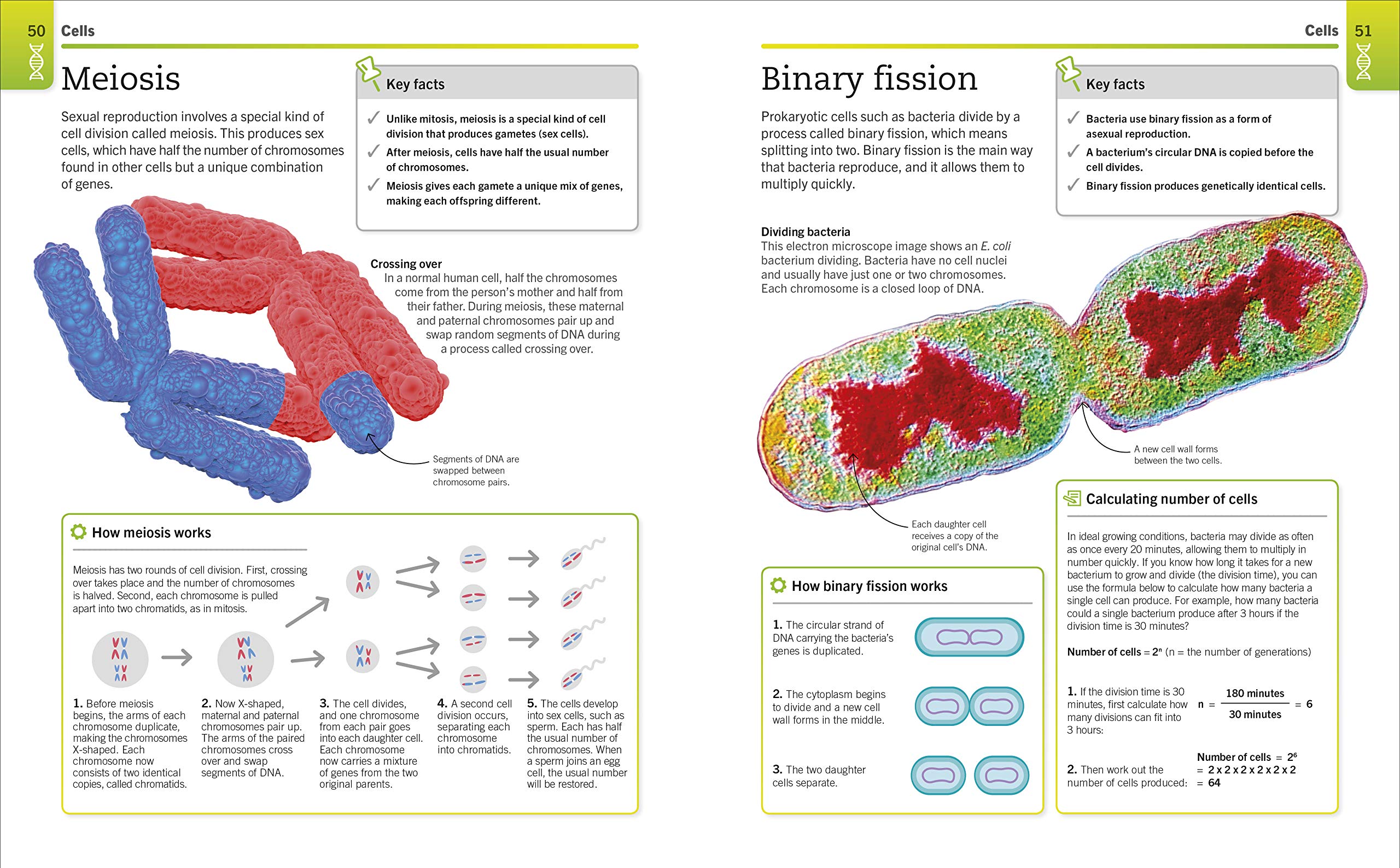 super simple biology: the ultimate bitesize study guide - Ảnh 7