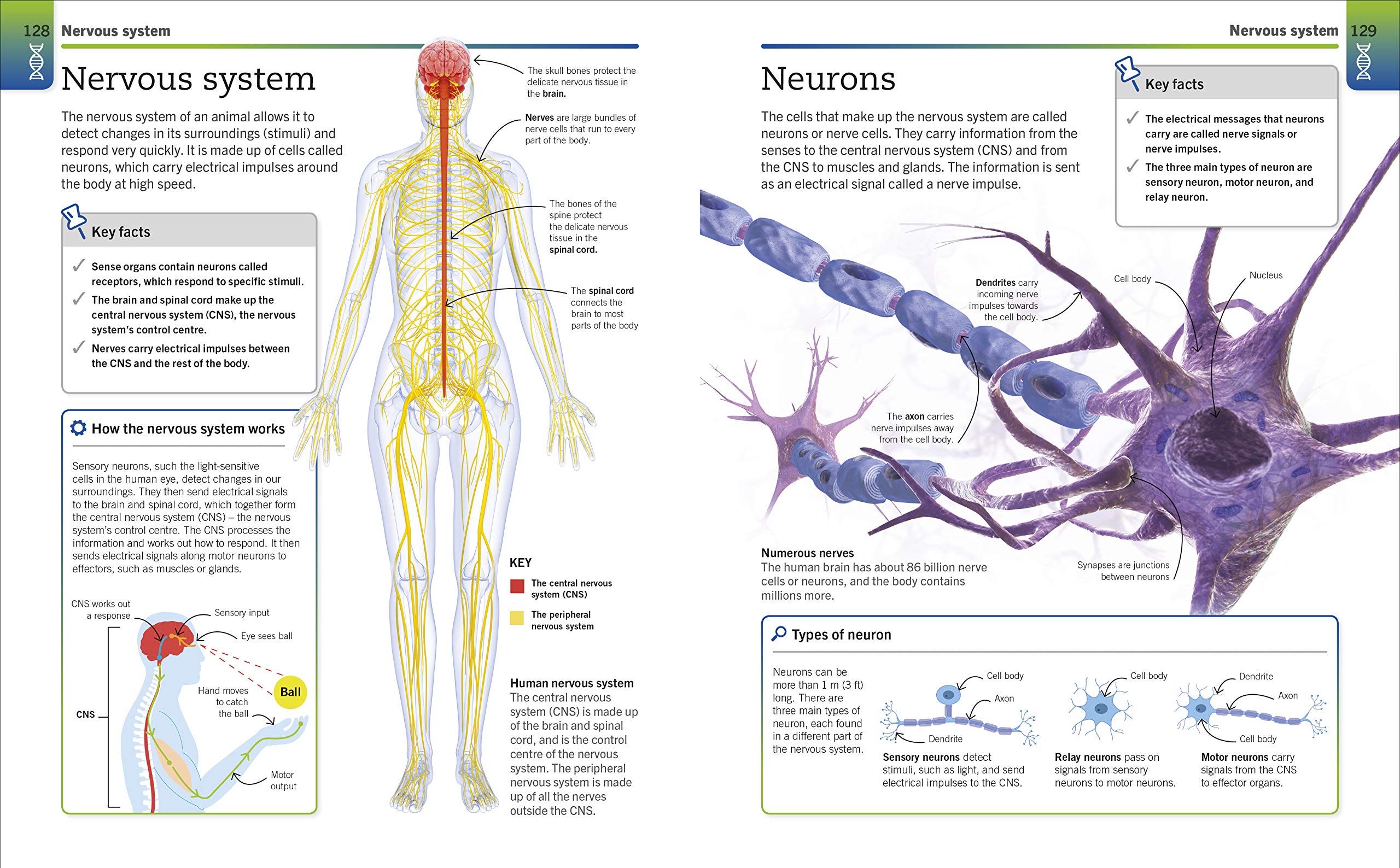 super simple biology: the ultimate bitesize study guide - Ảnh 8