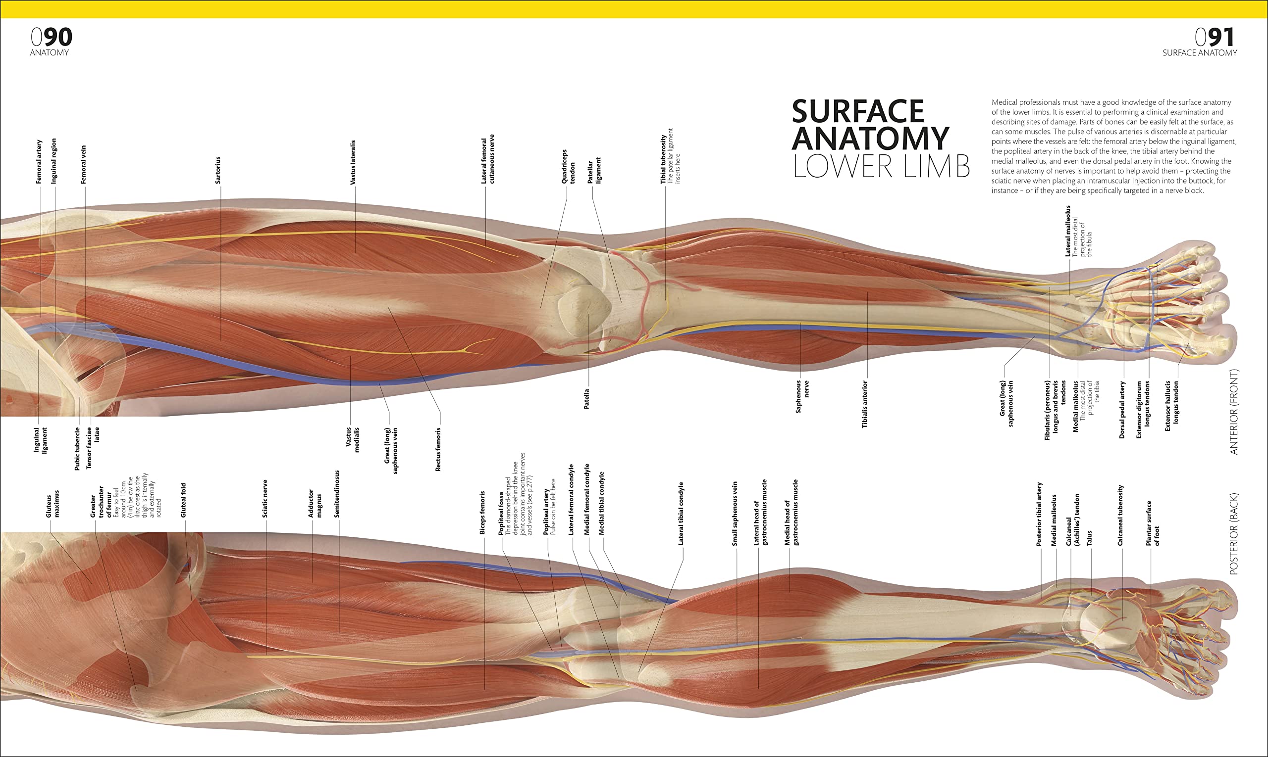 the complete human body -the definitive visual guide - Ảnh 6