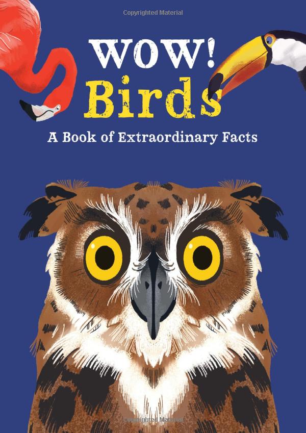 wow! birds - Ảnh 2